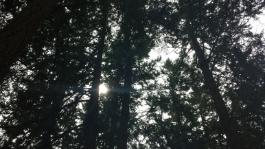 The sun through our trees