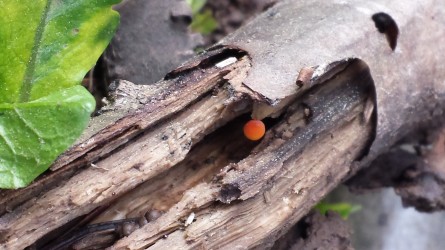 A surprise sprouted inside a water soaked log